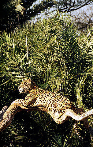 Panthera onca Jaguar, Brazil / ©: WWF - Canon / Michel GUNTHER / ©: WWF - Canon / Michel GUNTHER