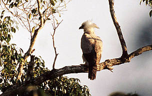 Harpia harpyja. Águila Harpía. Mato Grosso Brazil / ©: WWF - Canon / Michel GUNTHER / ©: WWF - Canon / Michel GUNTHER