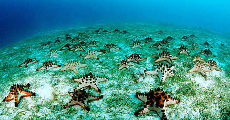 Sea stars (Asteroidea) in sea grass meadow. Indo-Pacific Ocean / ©: Jürgen FREUND / WWF-Canon Sea stars (Asteroidea) in sea grass meadow. Indo-Pacific Ocean rel=