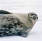  / &copy;: WWF-Canon / Wim VAN PASSEL