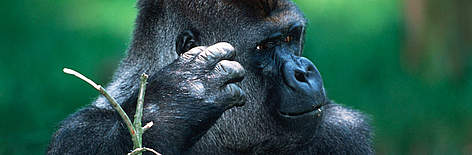 Western Lowland Gorilla (), silverback male. Orphaned gorillas reintroduced into the wild; Gabon ... / ©: Martin Harvey / WWF-Canon rel=