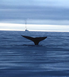 Western gray whale / ©: Greenpeace / Igor Gavrilov The north-west Pacific gray whale is severely threatened by the development of a major oil and gas ... / ©: Greenpeace / Igor Gavrilov