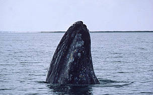 There could be less than 130 Western gray whales (Eschrictius robustus) remaining. / ©: WWF-Canon / Michel Terrettaz / ©: WWF-Canon / Michel Terrettaz