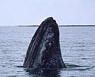 There could be less than 130 Western gray whales (<i>Eschrictius robustus</I>) remaining.