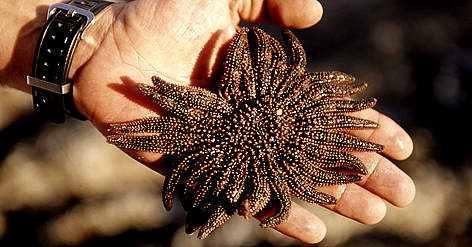 20-legged, coral-eating star fish. Possibly an endangered species. Gulf of California Mexico / ©: Edward Parker / WWF-Canon rel=