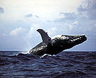 Humpback whale (Megaptera novaeangliae)