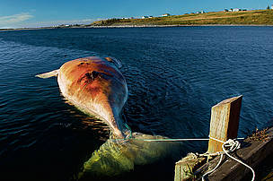 The carcass of a female Northern right whale (Eubalaena glacialis) killed by a ship collision, Nova ... / ©: Brian J. Skerry / National Geographic Stock / WWF The carcass of a female Northern right whale killed by a ship collision, Nova Scotia, Canada. / ©: Brian J. Skerry / National Geographic Stock / WWF