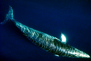 The Northern (or Common) minke whale (Balaenoptera acutorostrata) / ©: WWF / Morten Lindhard The Northern (or Common) minke whale (<i>Balaenoptera acutorostrata</i>) / ©: WWF / Morten Lindhard