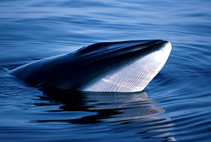 The Northern (or Common) minke whale (Balaenoptera acutorostrata) / ©: IFAW / J. Gordon The Northern (or Common) minke whale (<i>Balaenoptera acutorostrata</i>) / ©: IFAW / J. Gordon