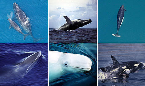Clockwise from top left: 1. Atlantic northern right whale with calf.; 2. Humpback whale breaching; ... / ©: 1. NMFS NOAA; 2. IFAW / C. Carlson; 3. NOAA; 4. WWF-Canon / Morten Linhard; 5. WWF-Canon / Kevin Schafer; 6. WWF-Canon / William W Rossiter Whales in the Arctic rel=