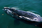 North Atlantic and North Pacific Right Whale (<i>Eubalaena glacialis</i>) / &copy;: IFAW