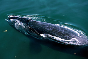 North Atlantic and North Pacific Right Whale (Eubalaena glacialis) / ©: IFAW North Atlantic and North Pacific Right Whale (<i>Eubalaena glacialis</i>) / ©: IFAW