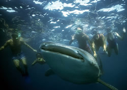 Recreational snorkellers harassing a whale shark (Rhincodon typus), Baja California Sur, Mexico. / ©: WWF-Canon / Erkki SIIRILÄ Recreational snorkellers harassing a whale shark (<i>Rhincodon typus</i>), Baja ... / ©: WWF-Canon / Erkki SIIRILÄ