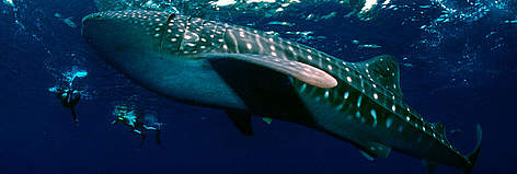 A WWF-supported ecotourism project centred around swimming with whale sharks (while following ... / ©: WWF-Canon / Jürgen FREUND A WWF-supported ecotourism project centred around swimming with whale sharks (while following ... rel=