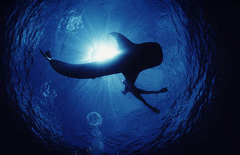 Whale shark (Rhincodon typus) seen from underwater with snorkler in Indo-Pacific Ocean. / ©: Jürgen Freund / WWF-Canon rel=