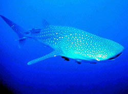 Growing up to 12m long and weighing up to 14 tonnes, whale sharks (Rhincodon typus) are the largest ... / ©: WWF-Canon / Javier ORDÓÑEZ Growing up to 12m long and weighing up to 14 tonnes, whale sharks (<i>Rhincodon ... / ©: WWF-Canon / Javier ORDÓÑEZ
