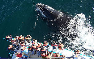Whale watching in Península Valdes, Argentina. WWF associate FVSA is developing Codes of Conduct ... / ©: Ana Fazio / FVSA / ©: Ana Fazio / FVSA