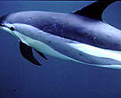 Atlantic white-sided dolphin