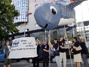 WWF urges the IWC to take action to save whales, dolphins, and porpoises from death by drowning ... / ©: WWF-Germany/Bernd LAMMEL / ©: WWF-Germany/Bernd LAMMEL