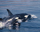 A new WWF-supported report shows that Norwegian killer whales are the most toxic mammals in the Arctic.