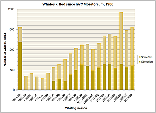 Whales killed since IWC moratorium. 1986 - 2008. / &copy;: WWF