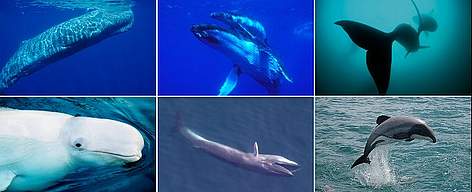 Clockwise from top left: sperm whale; humpback whale and calf; southern right whale; Maui's ... / ©: Clockwise from top left: Brian J. Skerry / National Geographic Stock / WWF; National Geographic Stock/Mike Parry/Minden Pictures / WWF; Brian J. Skerry / National Geographic Stock / WWF; WWF / Will Rayment; Peter Duley / NEFSC / NOAA; Kevin Schafer / WWF-Canon Clockwise from top left: sperm whale; humpback whale and calf; southern right whale; Maui's ... rel=