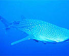 Whale shark (<I>Rhincodon typus</I>).<BR>