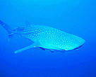 Despite its name and enormous size, the whale shark is not a whale, but classified in a family of its own — Rhincodontidae — with its closest relatives being leopard sharks and nurse sharks.