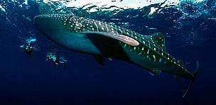 Kit ajkula (Rhincodon typus) pliva okružena roniocima. Pacifik. / ©: Jürgen Freund/WWF-Canon / ©: Jürgen Freund/WWF-Canon