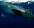 Whale shark (Rhincodon typus) swimming with divers, Indo-Pacific Ocean
