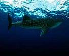 Last minute listing for whale sharks and basking sharks at CITES CoP12. Credit: WWF-Canon / J. Freund