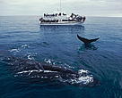 Humpback whales (<I>Megaptera novaeangliae</I>) and whale-watching boat, Hervey Bay, Queensland, Australia.