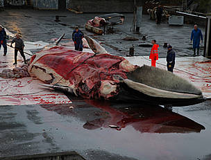 A fin whale is butchered by Icelandic whalers in December 2006 after the Icelandic government ... / ©: Jonas Fr. Thorsteinsson A fin whale is butchered by Icelandic whalers. / ©: Jonas Fr. Thorsteinsson