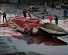 A fin whale is butchered by Icelandic whalers.