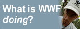 What is WWF doing about the problems? / ©: WWF / ©: WWF