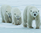 So, what of the polar bear?