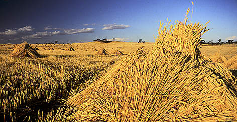Wheat stacked up to dry in paddocks, Western Australia. In some parts of the Southwest Australia ... / ©: Richard McLellan / WWF-Canon rel=