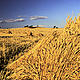 Wheat stacked up to dry in paddocks, Western Australia. In some parts of the Southwest Australia Ecoregion, more than 90% of the original native vegetation has been cleared to make way for agriculture.