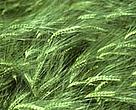 The WTO should focus on its core business, for example promoting fairer trade in agriculture.