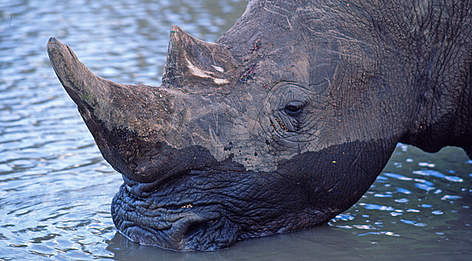 White rhinoceros (Ceratotherium simum) drinking. The animals need to drink every two to three days. / ©: Martin Harvey / WWF-Canon rel=