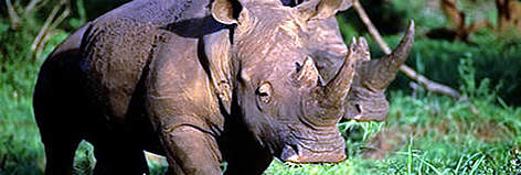 The white rhino is particularly vulnerable to hunting, because it is relatively unaggressive and ... / ©: KZN Wildlife slide library The white rhino is particularly vulnerable to hunting, because it is relatively unaggressive and ... rel=