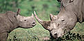 Adult and calf white rhino. / ©: WWF-Canon / Martin HARVEY Adult and calf white rhino. / ©: WWF-Canon / Martin HARVEY