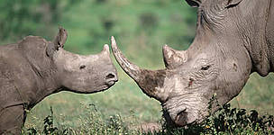 Adult and calf white rhino. / ©: WWF-Canon / Martin HARVEY Adult and calf white rhino. / ©: WWF-Canon / Martin HARVEY
