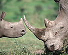 Adult and calf white rhino.