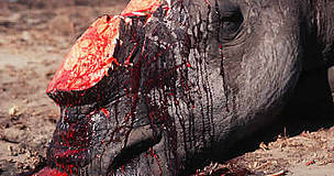 The price of being unaggressive. White rhino killed by poachers for horn. / ©: WWF-Canon / Martin HARVEY White rhino killed by poachers for horn. / ©: WWF-Canon / Martin HARVEY