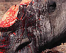 White rhino killed by poachers for horn.