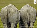White rhinoceros (Ceratotherium simum) wallpaper / &copy;: Martin Harvey / WWF-Canon