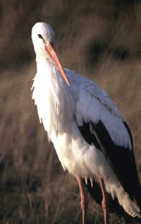 White stork (Ciconia ciconia) / ©: WWF-Canon / Fred F. Hazelhoff White stork (Ciconia ciconia) / ©: WWF-Canon / Fred F. Hazelhoff
