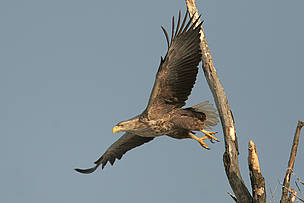 White-tailed eagle.