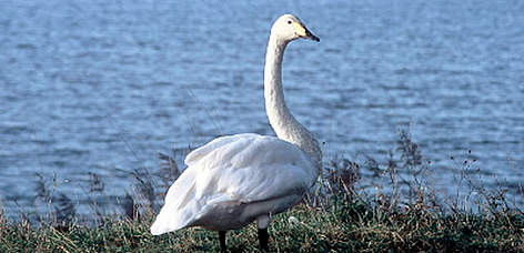 Whooper swan (Cygnus cygnus), Khabarovsk Territory, Siberia, Russian Federation. / ©: WWF-Canon / Hartmut JUNGIUS Whooper swan (<i>Cygnus cygnus</i>), Khabarovsk Territory, Siberia, Russian Federation. rel=